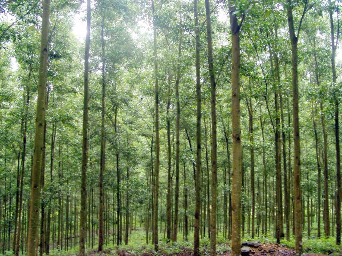 Đất rừng sản xuất có được chuyển nhượng không